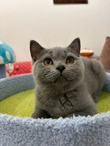 British Shorthair พร้อมใบ WCF ดช รูปที่ 11