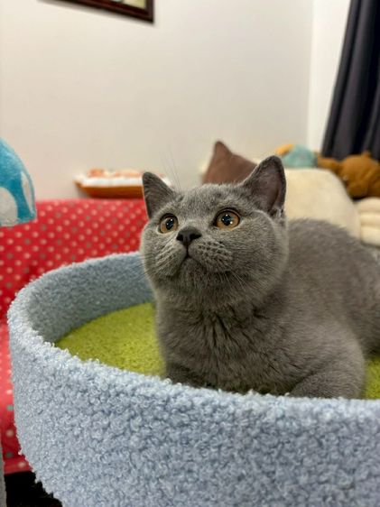 British Shorthair พร้อมใบ WCF ดช รูปที่ 7