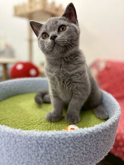 British Shorthair พร้อมใบ WCF ดช รูปที่ 4