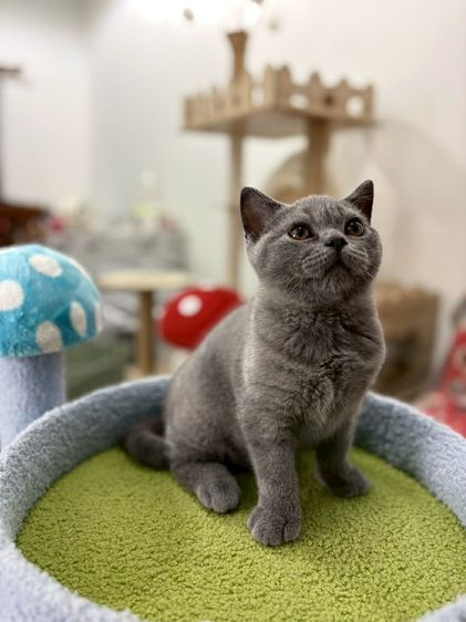 British Shorthair พร้อมใบ WCF ดช รูปที่ 2