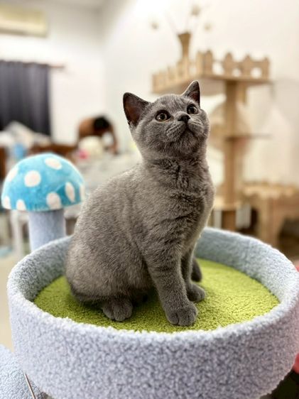British Shorthair พร้อมใบ WCF ดช รูปที่ 3