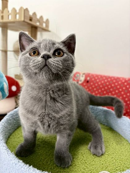 บริติช ชอร์ตแฮร์ (British Shorthair) British Shorthair พร้อมใบ WCF ดช
