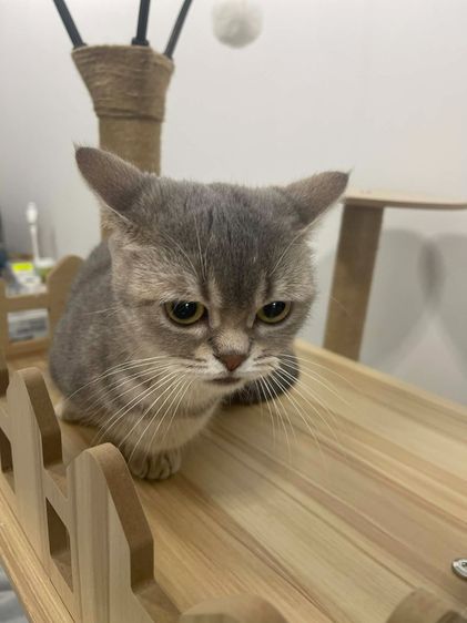 มันช์กิ้น (Munchkin) Munchkin ขาสั้นสุด ดญ