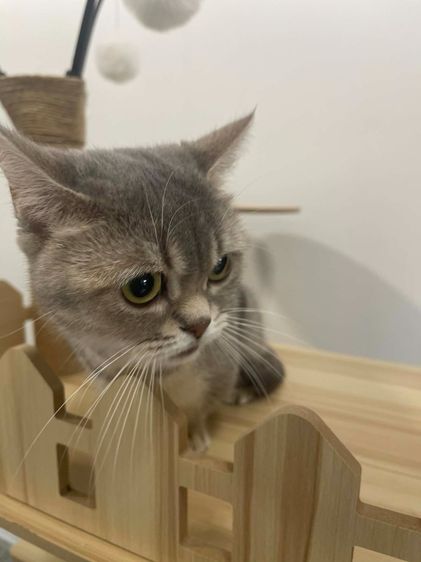Munchkin ขาสั้นสุด ดญ รูปที่ 3