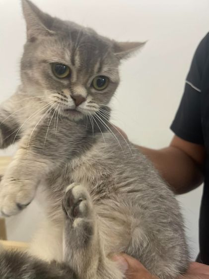 Munchkin ขาสั้นสุด ดญ รูปที่ 5