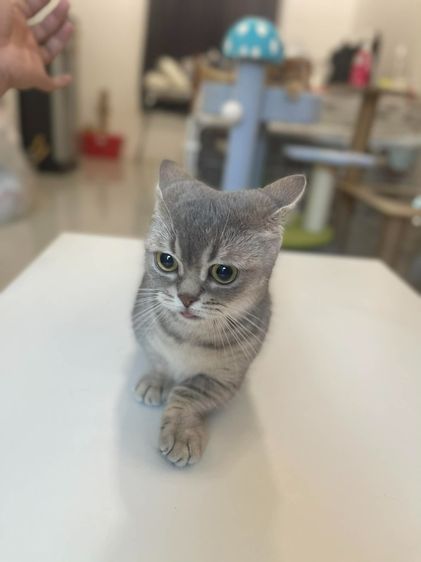 Munchkin ขาสั้นสุด ดญ รูปที่ 6