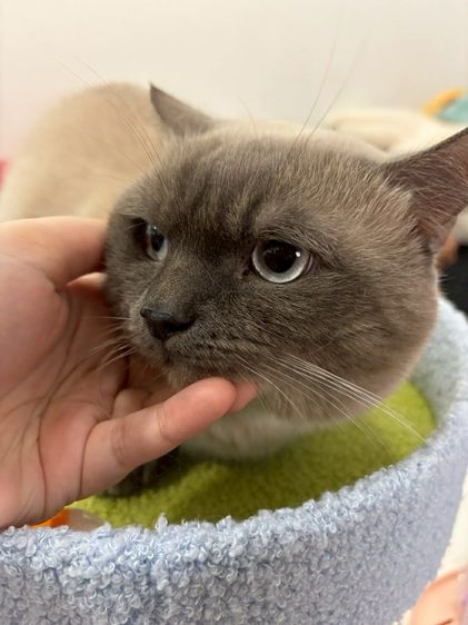 พ่อพันธุ์ Munchkin ขาสั้นสุด