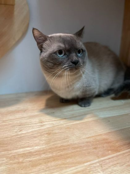 พ่อพันธุ์ Munchkin ขาสั้นสุด รูปที่ 2