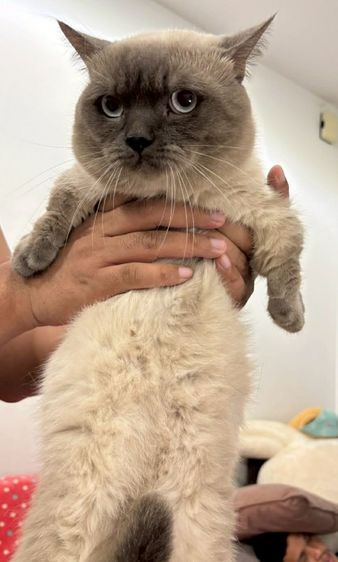 พ่อพันธุ์ Munchkin ขาสั้นสุด รูปที่ 3