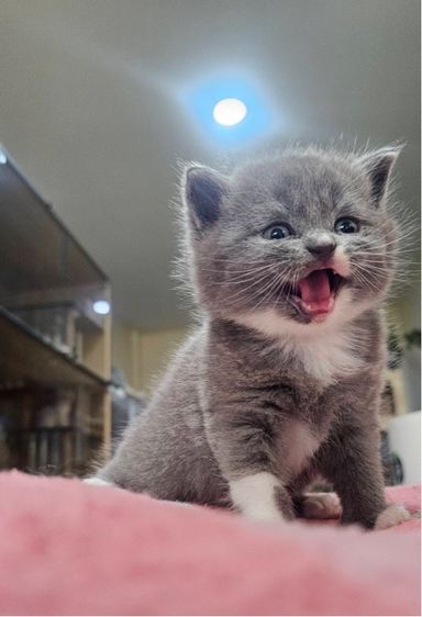 บริติช-กส็อตติช