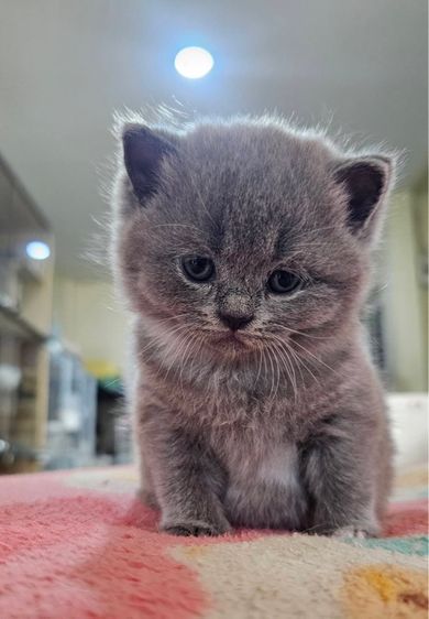 บริติช-สก็อตติช น้องตุ้บตั้บ รูปที่ 7