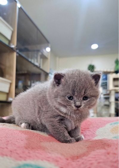 บริติช-สก็อตติช น้องตุ้บตั้บ รูปที่ 10