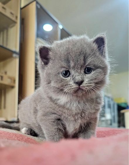 บริติช-สก็อตติช น้องตุ้บตั้บ รูปที่ 6