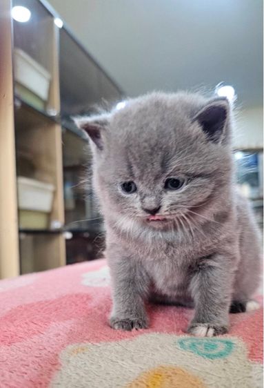 บริติช-สก็อตติช น้องตุ้บตั้บ รูปที่ 2