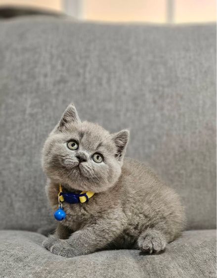 บริติชแท้ ลูกหมี รูปที่ 6