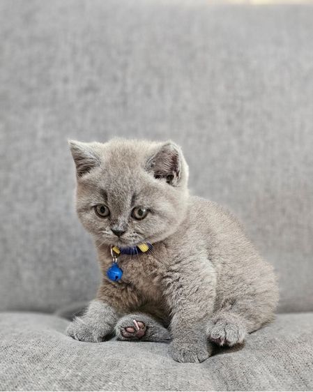 บริติชแท้ ลูกหมี รูปที่ 4