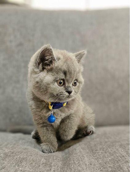 บริติชแท้ ลูกหมี รูปที่ 3