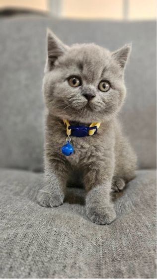 บริติชแท้ ลูกหมี รูปที่ 8