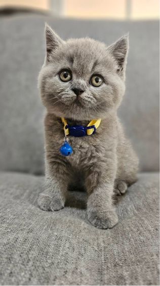 บริติชแท้ ลูกหมี รูปที่ 7