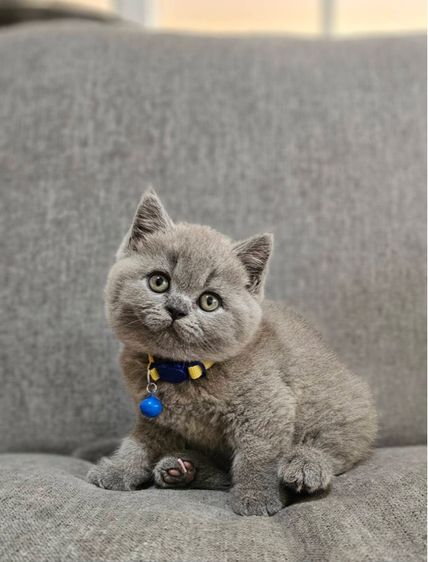 บริติชแท้ ลูกหมี รูปที่ 5