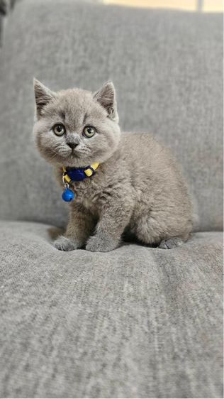 บริติชแท้ ลูกหมี รูปที่ 9