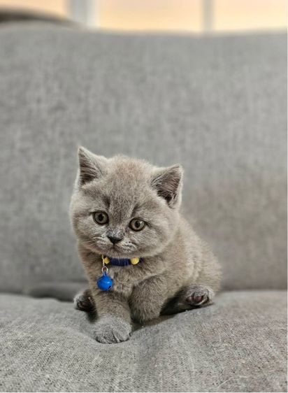 บริติชแท้ ลูกหมี รูปที่ 2