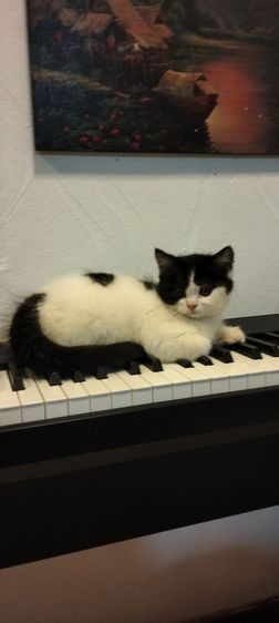 เด็กชาย สก็อตติช ผสม เปอร์เซีย อายุ2เดือนครึ่ง  