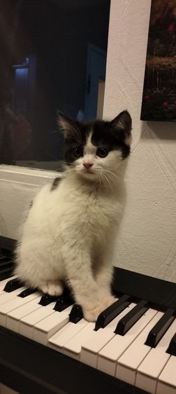 เด็กชาย สก็อตติช ผสม เปอร์เซีย อายุ2เดือนครึ่ง   รูปที่ 7