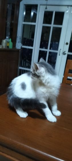 เด็กชาย  สก็อตติชผสมเปอร์เซีย  อายุ2เดือน  รูปที่ 4