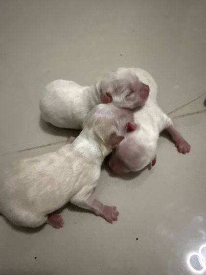 ลูกสุนัข