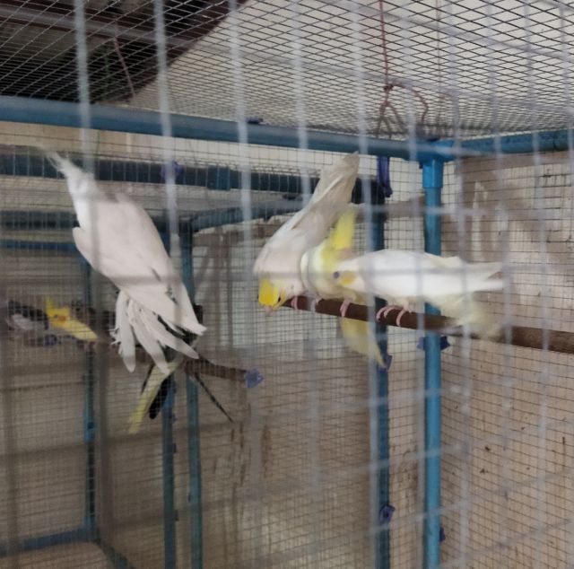 ขายนกค็อกคาเทล นกเขาไดมอนด์ รูปที่ 3