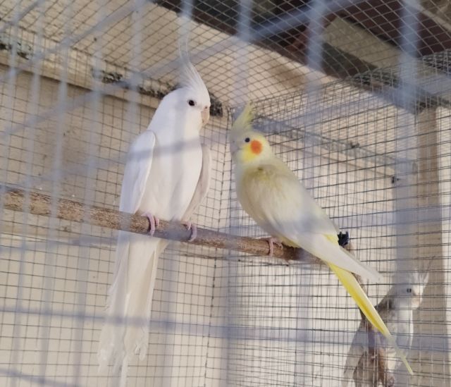 ขายนกค็อกคาเทล