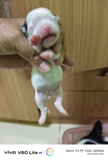 เปิดจองชิวาว่าแท้ขนยาว  ย้ายกลางเดือนก.พ รูปที่ 5