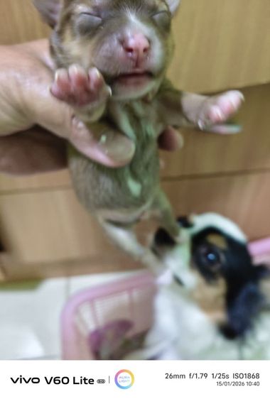 เปิดจองชิวาว่าแท้ขนยาว  ย้ายกลางเดือนก.พ รูปที่ 8