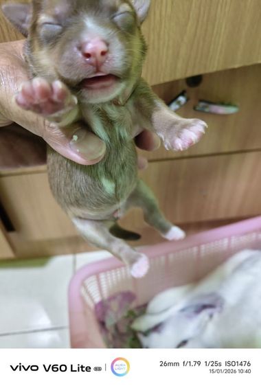 เปิดจองชิวาว่าแท้ขนยาว  ย้ายกลางเดือนก.พ รูปที่ 9