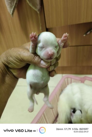 เปิดจองชิวาว่าแท้ขนยาว  ย้ายกลางเดือนก.พ รูปที่ 13