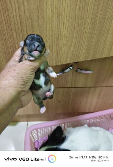 เปิดจองชิวาว่าแท้ขนยาว  ย้ายกลางเดือนก.พ