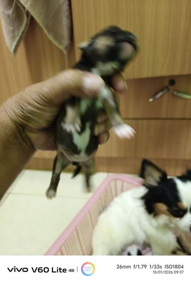 เปิดจองชิวาว่าแท้ขนยาว  ย้ายกลางเดือนก.พ รูปที่ 11