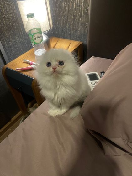 แมวสก็อตติชโฟลด์ รูปที่ 10