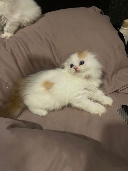 แมวสก็อตติชโฟลด์ รูปที่ 4