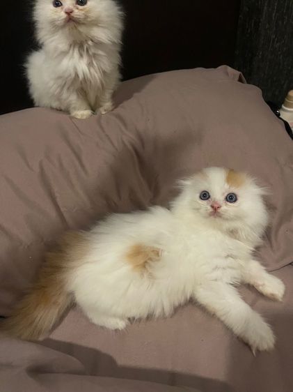 แมวสก็อตติชโฟลด์ รูปที่ 3