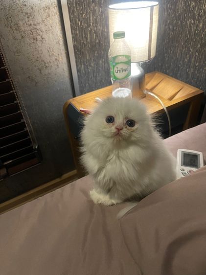 แมวสก็อตติชโฟลด์ รูปที่ 9