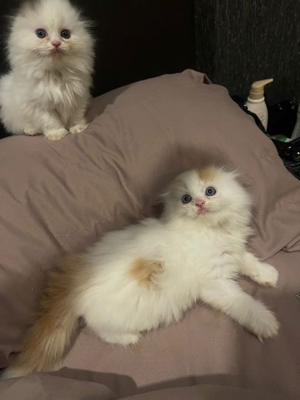สก็อตติช โฟลด์ (Scottish Fold) แมวสก็อตติชโฟลด์