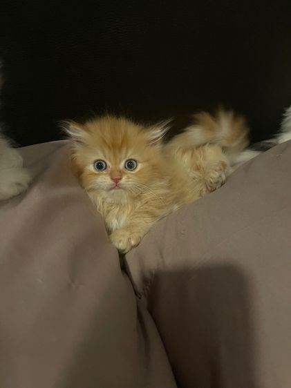 แมวสก็อตติชโฟลด์ รูปที่ 5