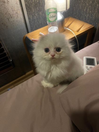 แมวสก็อตติชโฟลด์ รูปที่ 12