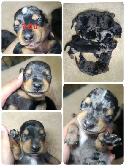 ดัชชุน หลากสี รูปที่ 15