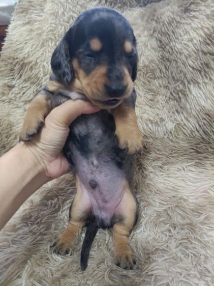 ดัชชุน หลากสี รูปที่ 10