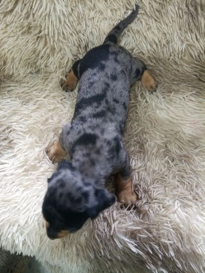 ดัชชุน หลากสี รูปที่ 11