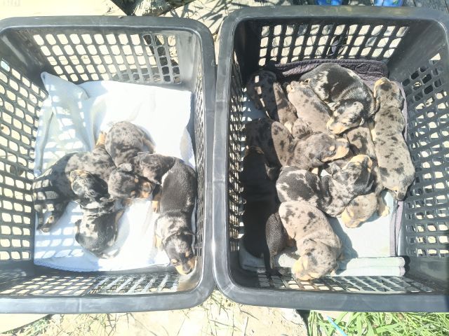 ดัชชุน หลากสี รูปที่ 16