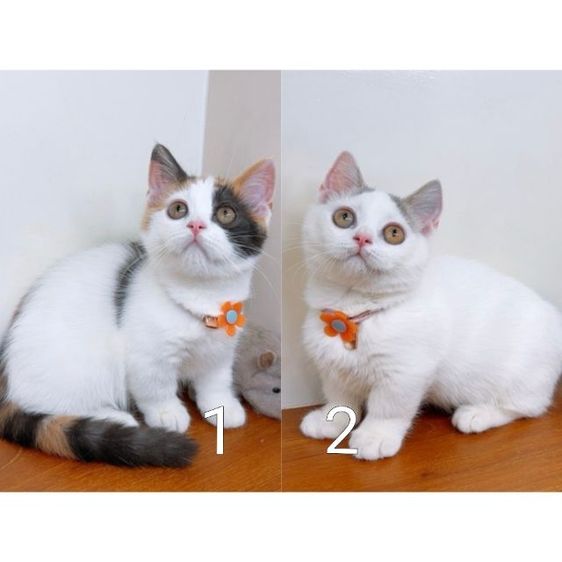 มันช์กิ้น (Munchkin) แมวมันช์กิ้น แมวขาสั้นน่ารักๆ